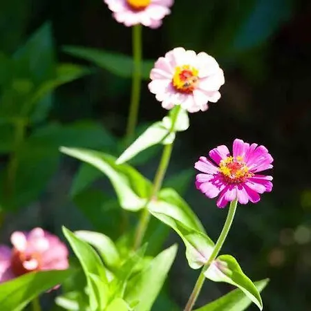 Holiday home Butik Mor Salkim Evleri Datca