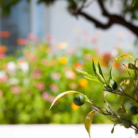 Butik Mor Salkim Evleri Casa de Férias