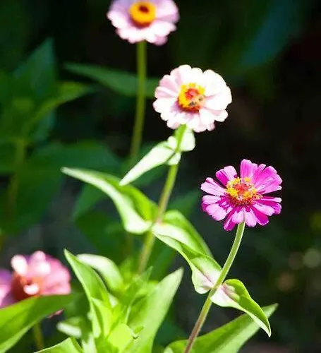 Дом отдыха Butik Mor Salkim Evleri Датча